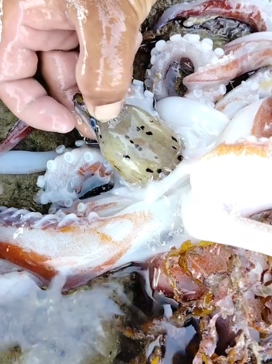 #fshing #اسماك_البحر #البحار 