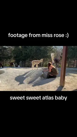 it gets better every day :) #alpacasoftiktok #farmtok #babyalpacas #cutebabyfarmanimals #farmlife 