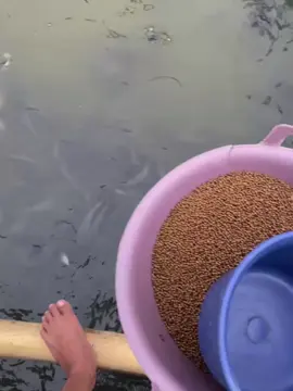 #budidayalele #peternakmuda #petanilele #foryou #masukberanda 