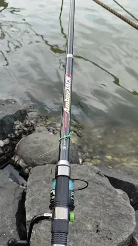 Harcingnas #storymancing #mancing #mancingmania #hobimancing #fypシ゚ 