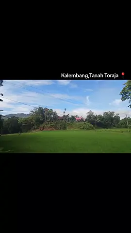 kalembang, tanah toraja  #kalembang #torajanese #rantetayo #kurra #tanahtoraja 