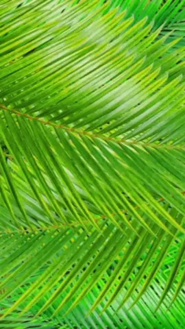 #CapCut #buenfinentiktokshop #blackfridayentiktokshop #romantictrends @eloizaarecaz 