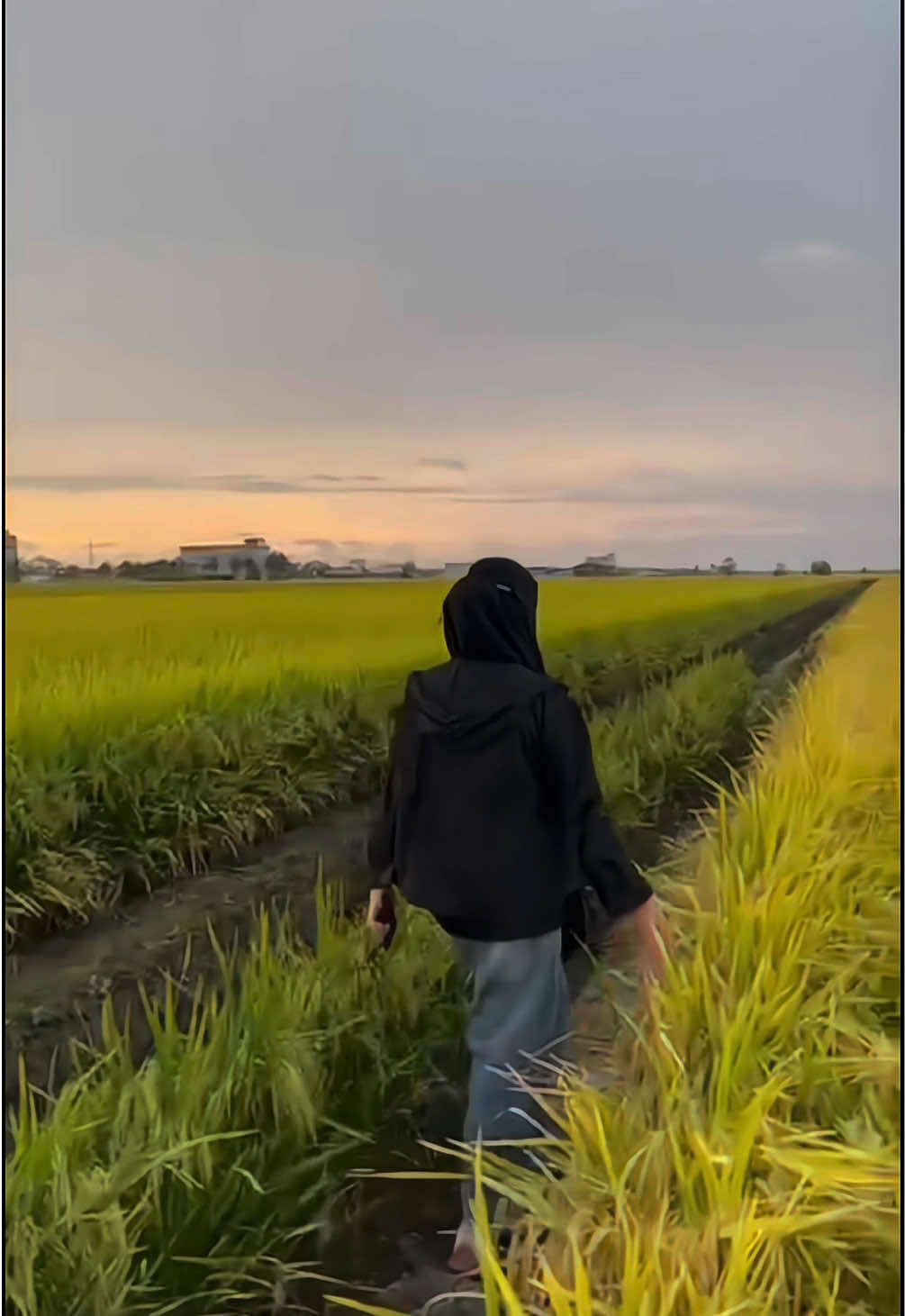 View sawah tak pernah mengecewakan 🫠