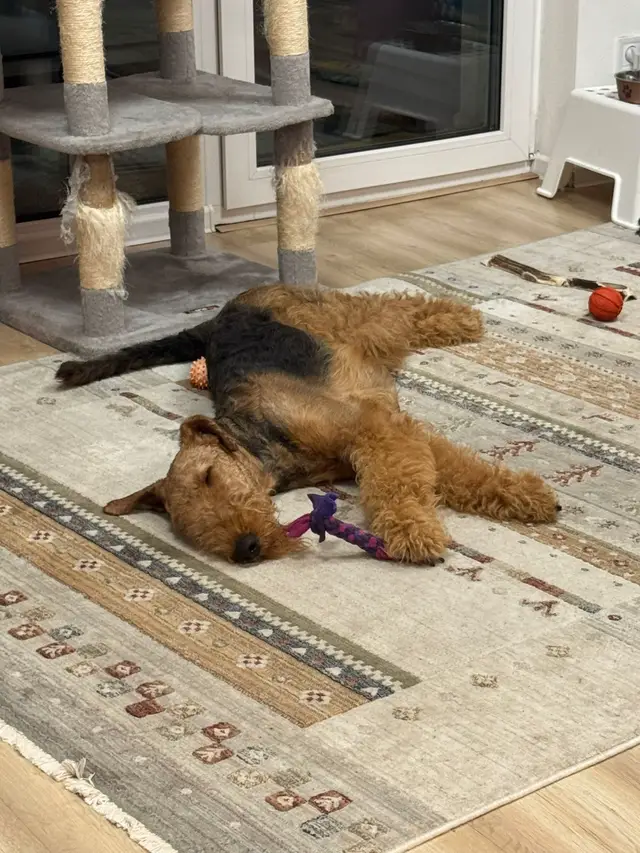 #dog #airedaleterrier #dogsofttiktok #dogtok #dogmom 