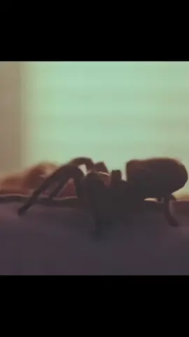 Peso deidad cantando oro👀🙏 #oro #fyp #futbol⚽️ #deidad #pesopluma💯👹 