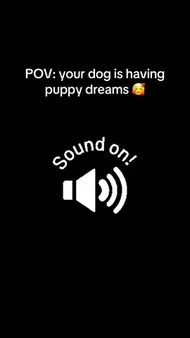 The best sound in the world #dogsoftiktok #dogtok #puppy 