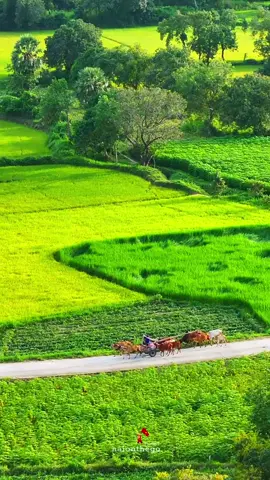 Cánh đồng Tà Pạ, Tri Tôn, An Giang. Đây là thời điểm đẹp nhất trong năm, lúa chín vàng đều, người dân làm đồng về trên con đường tơ lụa nhìn thật bình yên. #canhdongtapa #tritonangiang #angiang #mientay #haionthego 