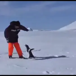 #PENGUINS || #penguinedit #penguin #bird #_bulls_eye_5 