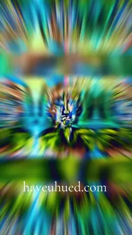 haveuhued.on first time collectors get a discount with this link.         https://www.haveuhued.com/discount/newtohue