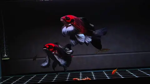 Màu này sz nhỏ lúa cũng êm thôi các bác #chepphitan #phitanmeodo #chepsututrang #cachepphitan 