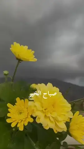 #صباحكم_معطر_بذكر_الله🌹🍃 