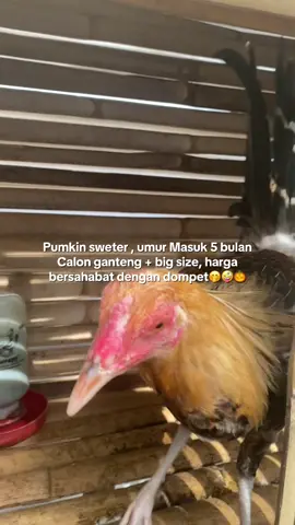 Ganteng nya🤩#ayamphilipin🇵🇭 #peternakayamphilipin🇵🇭🔥 #pumkin #gantengmaksimal 