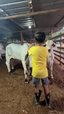 Hacienda Don Manuel 🇪🇨 Amor desde la cuna 💪#LIVEIncentiveProgram #LIVEwithlowfollowers #PaidPartnership 