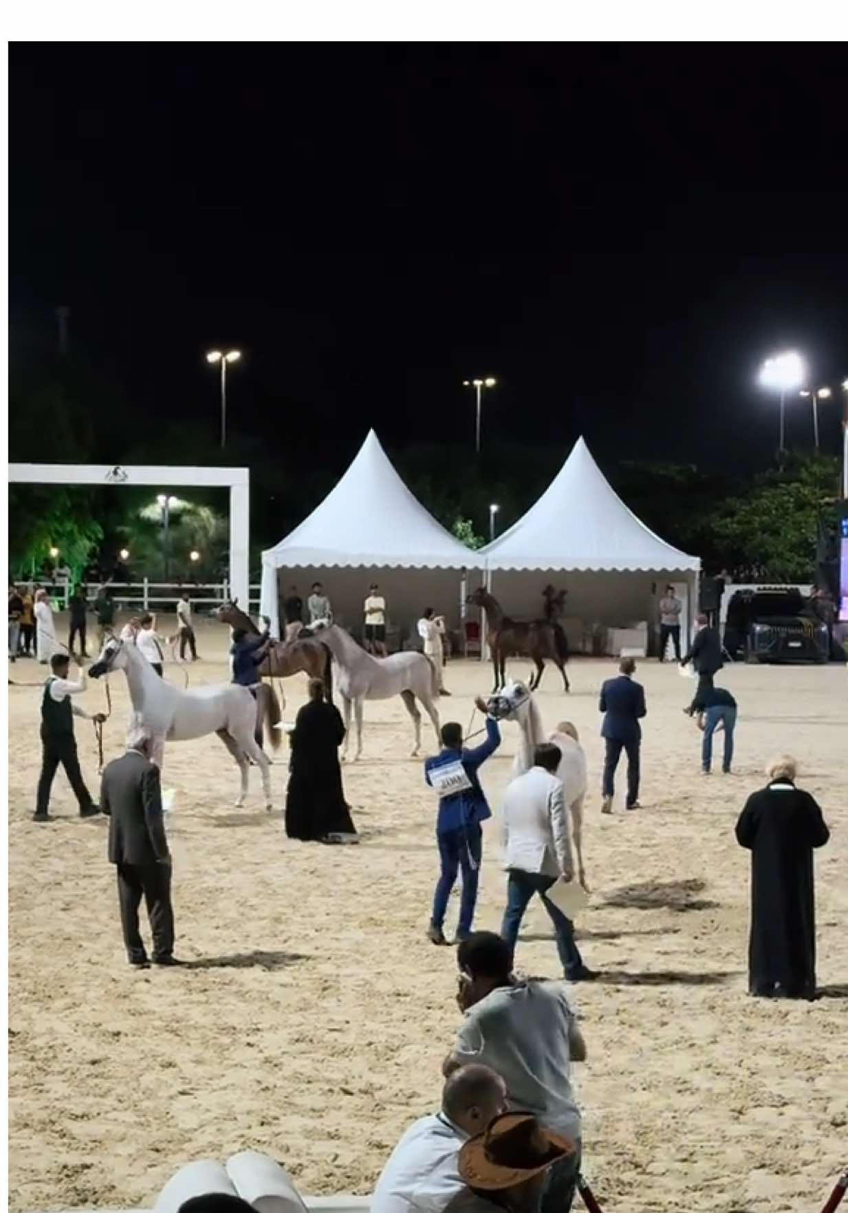 #خيل_وخياله🐎 #بطولة_مكة_المكركة_لجمال_الجواد_العربي #بطولة_الصواري_بجده #بطولة_الصواري #خيول_عربية_اصيلة 