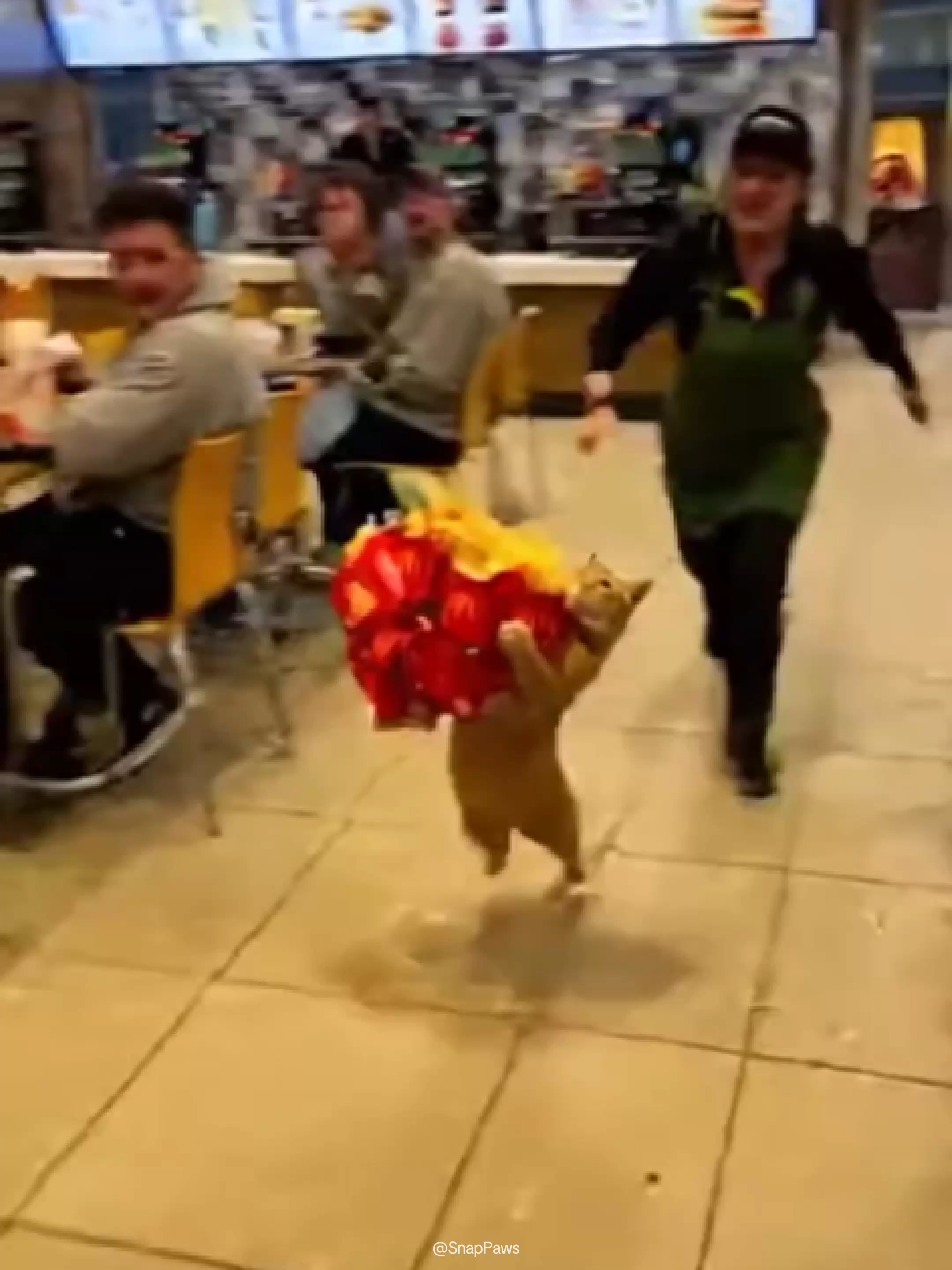 Kitty, the ketchup… you forgot the ketchup.🍟