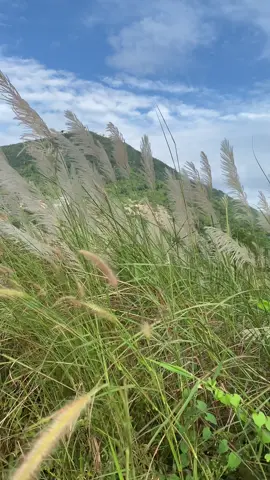 Hoa Cỏ Lau🏔🏔#NuibaTainin #fyp #foryou 