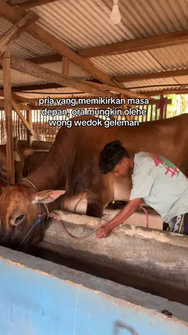 #sapijumbo #masukberanda #storypeternaksapi #sobatngaret #peternakmuda 