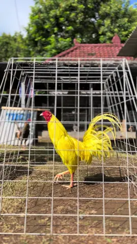 Bulu idaman 😆 #import #philippines 