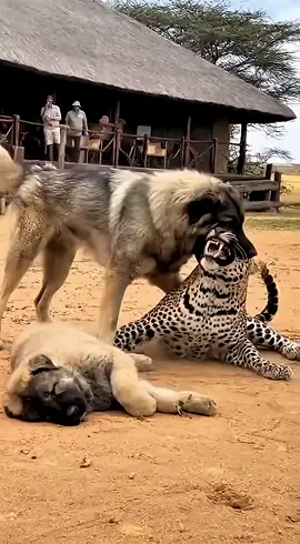 Can the leopard strike back against the dog's attack? 🐆🐕❓표범은 개의 공격에 반격할 수 있을까? #leopard #danger #dog                                                                                                                               
