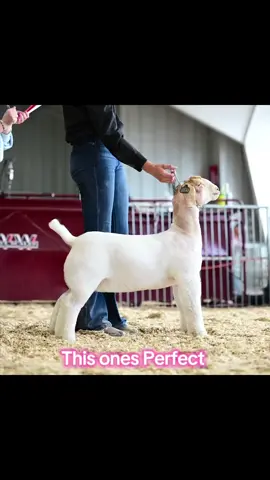 #queen#perfect#showgoat#livestock#foryoupage @Paige Pence 