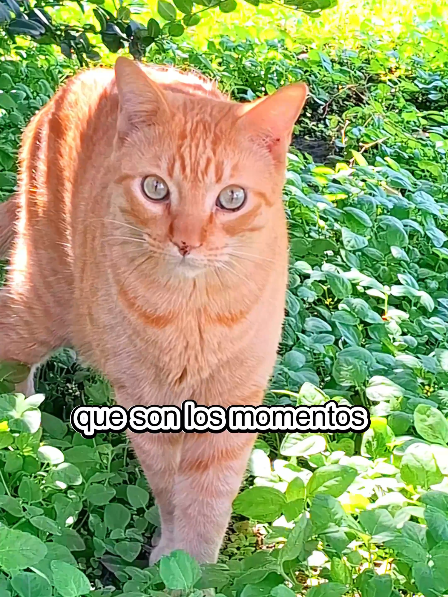 Bellas CURIOSIDADES con GATITOS de gatitos 😻💕 #michisgraciosos #VidaConGatos #gatostraviesos #michis