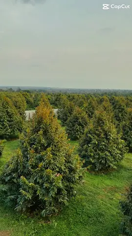 Sầu riêng #fyp #xuhuong #sauriengdaklak #giảipháp 