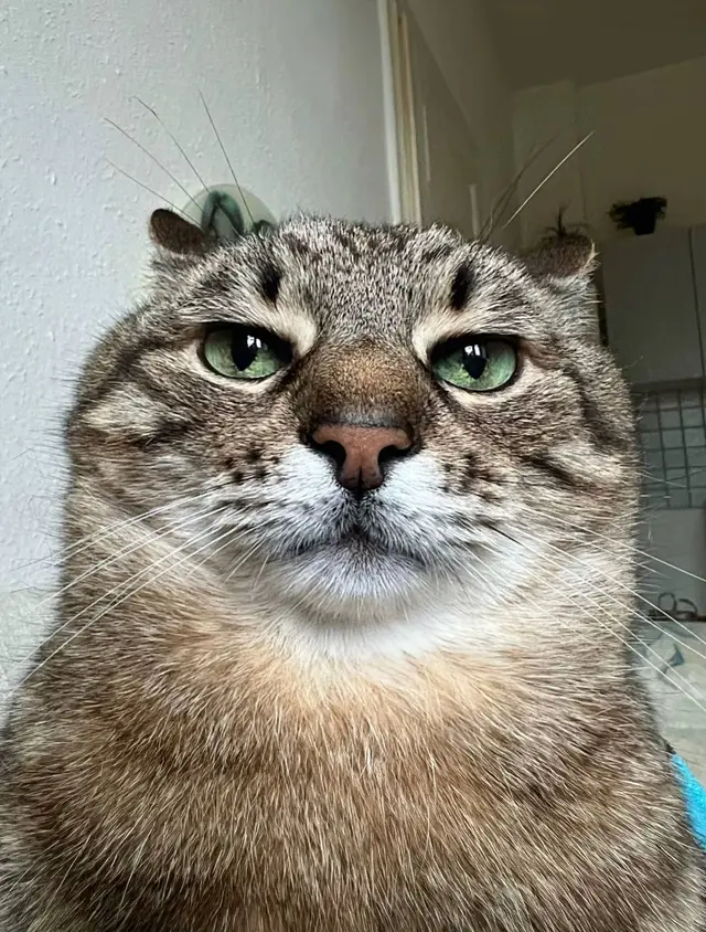 #Anime #fyp #beutiful #mashakujou #roshidere 