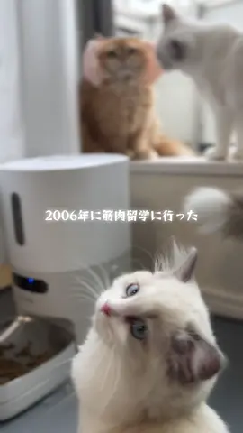 #トクトクセール  #ブラックフライデー  #ギフトコレクション  #筋肉アート 