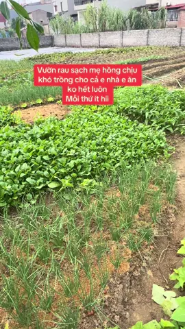 Về quê thích thật cả nhà ah.rau sạch nhà trồng ăn ko lo mua,ở hà nội mua rau củ quả đắt lắm ah#xuhướngtiktok2023 #xuhuongtiktokk #xuhướngtiktok2023👸♥️f 