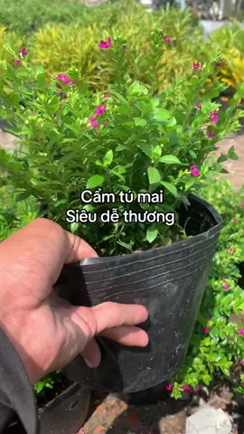 Hoa Cẩm tú mai #xuhuong nè #shopcaygiongmientay63TG #fyp #mientay #ilovetiktok  @Shop cây giống 63TG  @Shop cây giống 63TG  @Shop cây giống 63TG 