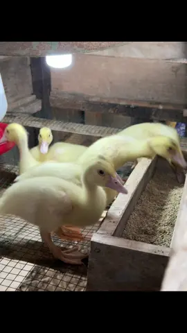 🤣 bos boss Haha #fyp #entokjumbo #entokjumboleherpanjang #entokjumbotronton 