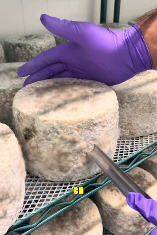 Moldy cheese#tiktok #Foryou #konwledge #fyp #cheese 