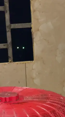 Look of love 🤧#fyp #dog 