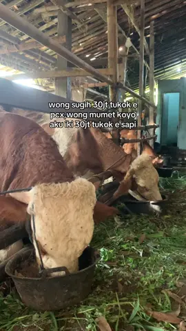 wayah e ngombor jiee🤙🏻 #fyp #masukberanda #pedetsuper 