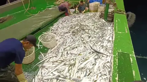 được mẻ cá hố#haisanhunghoa #đanhcangoaibiendong #danbien #xuhuong @hải sản hùng hoa 