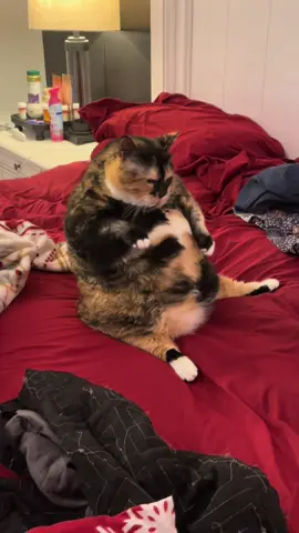 The Queen herself 💅🏻🐈‍⬛🤍 #cat #cats #catlover #catsoftiktok #PetsOfTikTok 