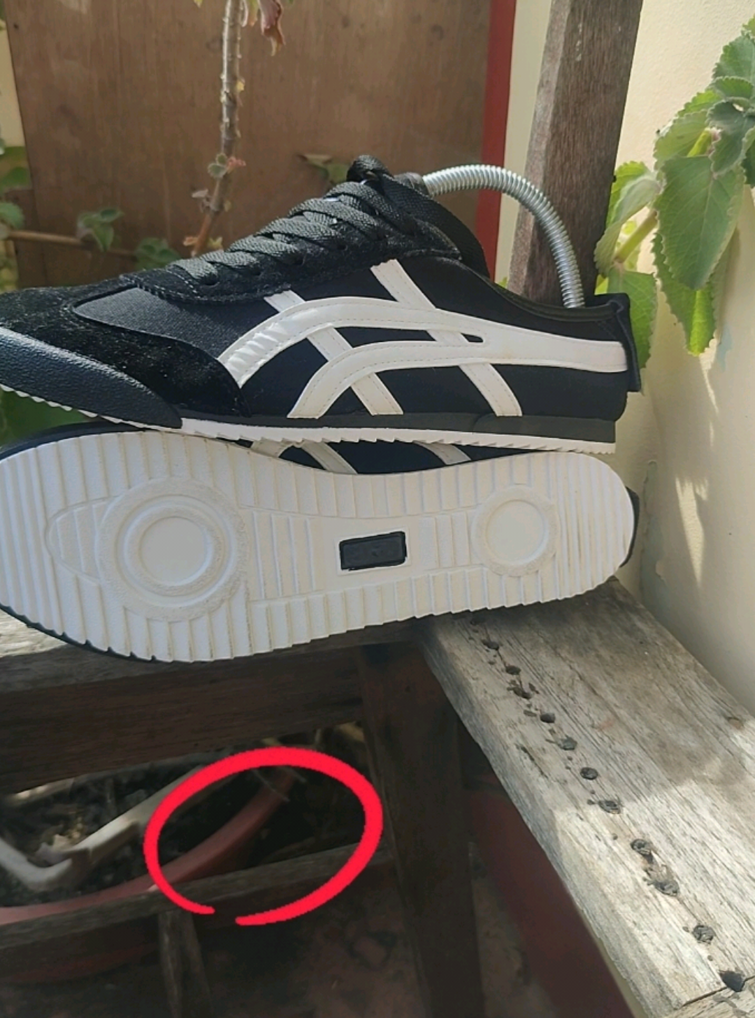 Tiger Fashion Unisex Low Top Flat Sneakers - Trendy Daily Casual Wear for Men and Women - Versatile Training and Sports Shoes with Box - Black White - Laces - Athletic Footwear - Closed Design - Perfect for Running and Walking #trending #viral #fyp #shoes 