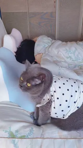 In winter,the blue guy sleeps even longer.😸#PetsOfTikTok #catsoftiktok #catsleep #foryou #fyp 