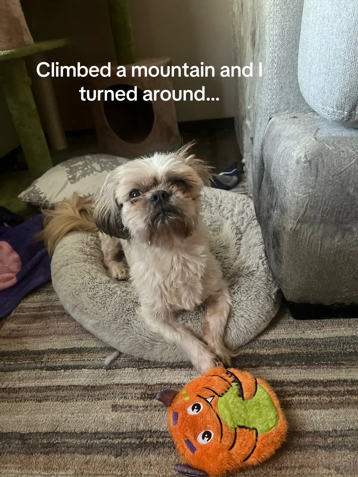 Tucker is the best. I love this guy so much. We have been through a lot in 8 years. so lucky to have him #fyp #dog #trending #featureme #souldog 