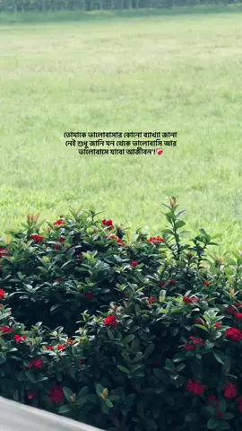 তোমাকে ভালোবাসার কোনো ব্যাখ্যা জানা নেই শুধু জানি মন থেকে ভালোবাসি আর ভালোবাসে যাবো আজীবন ❤️‍🩹 #fyp #trending #asmishal @TikTok 