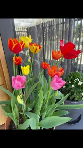 Our first Tulip #tulips #tulipflower #tulipseason 
