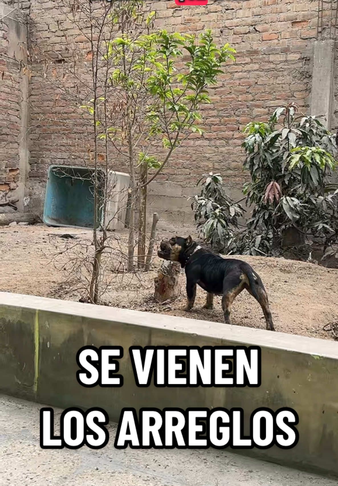 SE VIENEN LOS ARREGLOS DEL JARDÍN ? #locoiori #influencers #ioribiker #mudanza #casadesoltero 