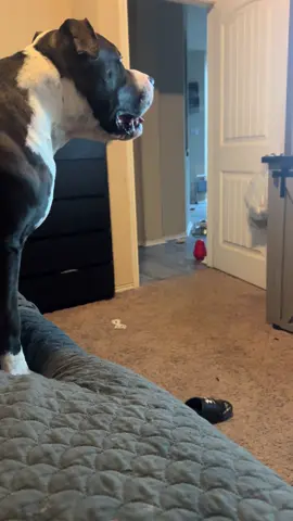 A favorite show #pitbullsoftiktok #happypitbull #baconthepit 