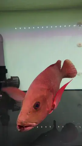 Makin Hari Makin Ganas #mj #boron #kambing #jenahak #airmasin 