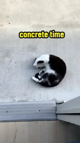 for all those wondering yes I ask for concrete time every time I see a hooman put on shoes 🙂‍↕️ #cat #catsoftiktok #tuxedocat #kitty #concretetime 