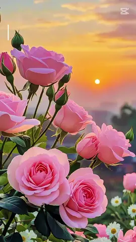 #domingo #16 #novienbre 