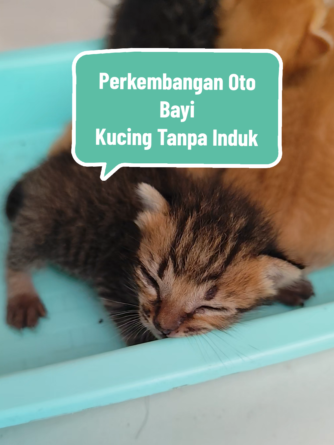 Oto Semangat Survive ya 💪🤗🥰 #fyp #catlover #pecintakucing #anakkucing #kucingtanpainduk 