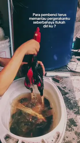 #ayambangkoksuper  #fyp 