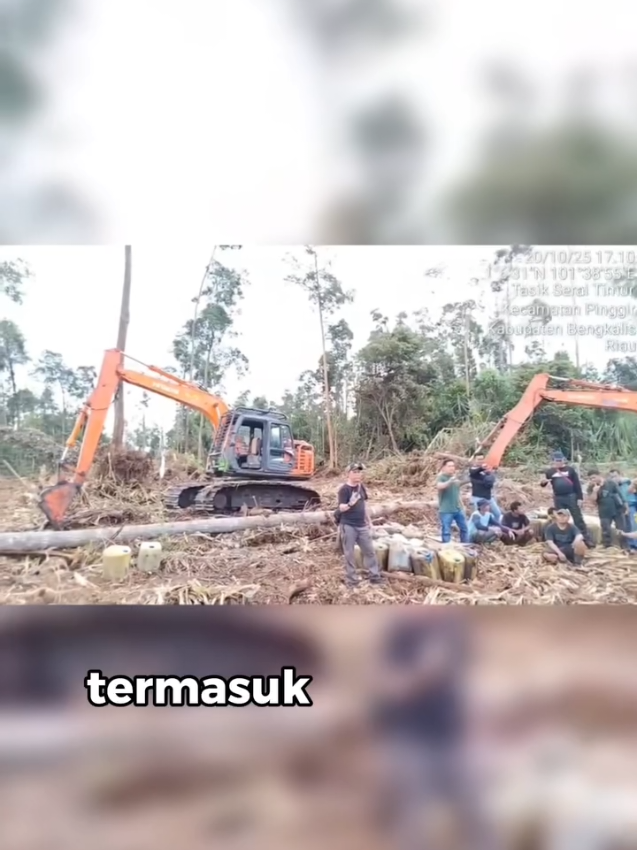 #hutanlindung  #bksdariau 