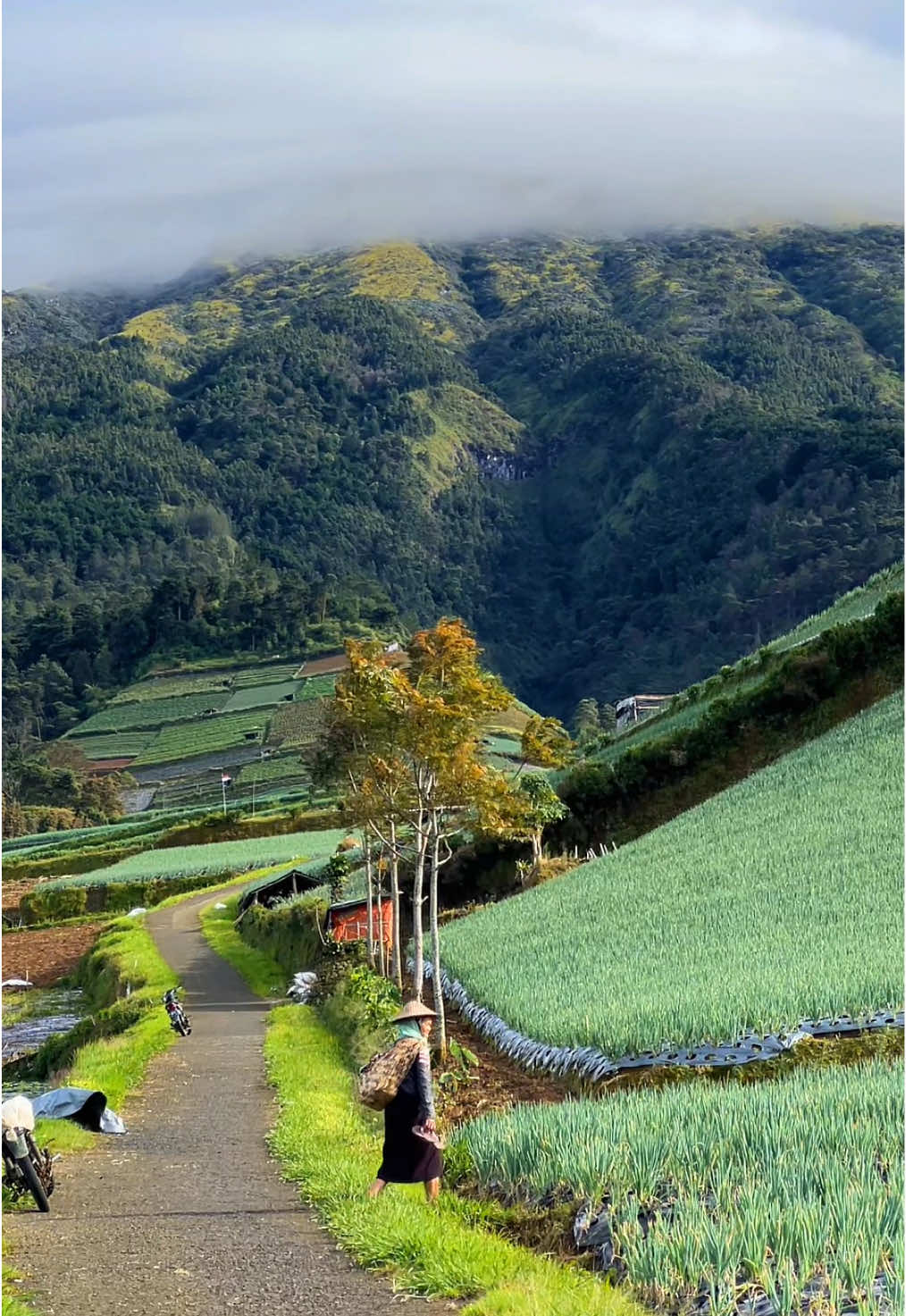 Jadi kapan kamu kesini ?  #magelang #fyp #negerisayursukomakmur 